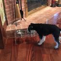 Designer Pet Bowl Stand